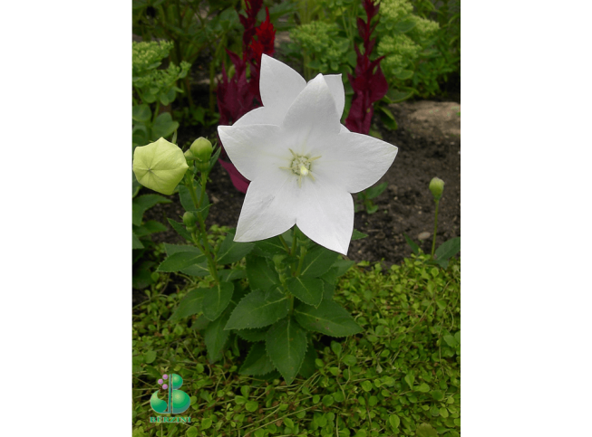 Platycodon grandiflorus   'Astra White'